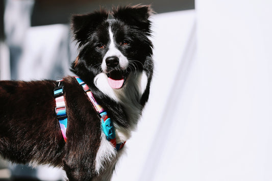 X Shaped Dog Harness vs Traditional Harness Which Offers Better Comfort