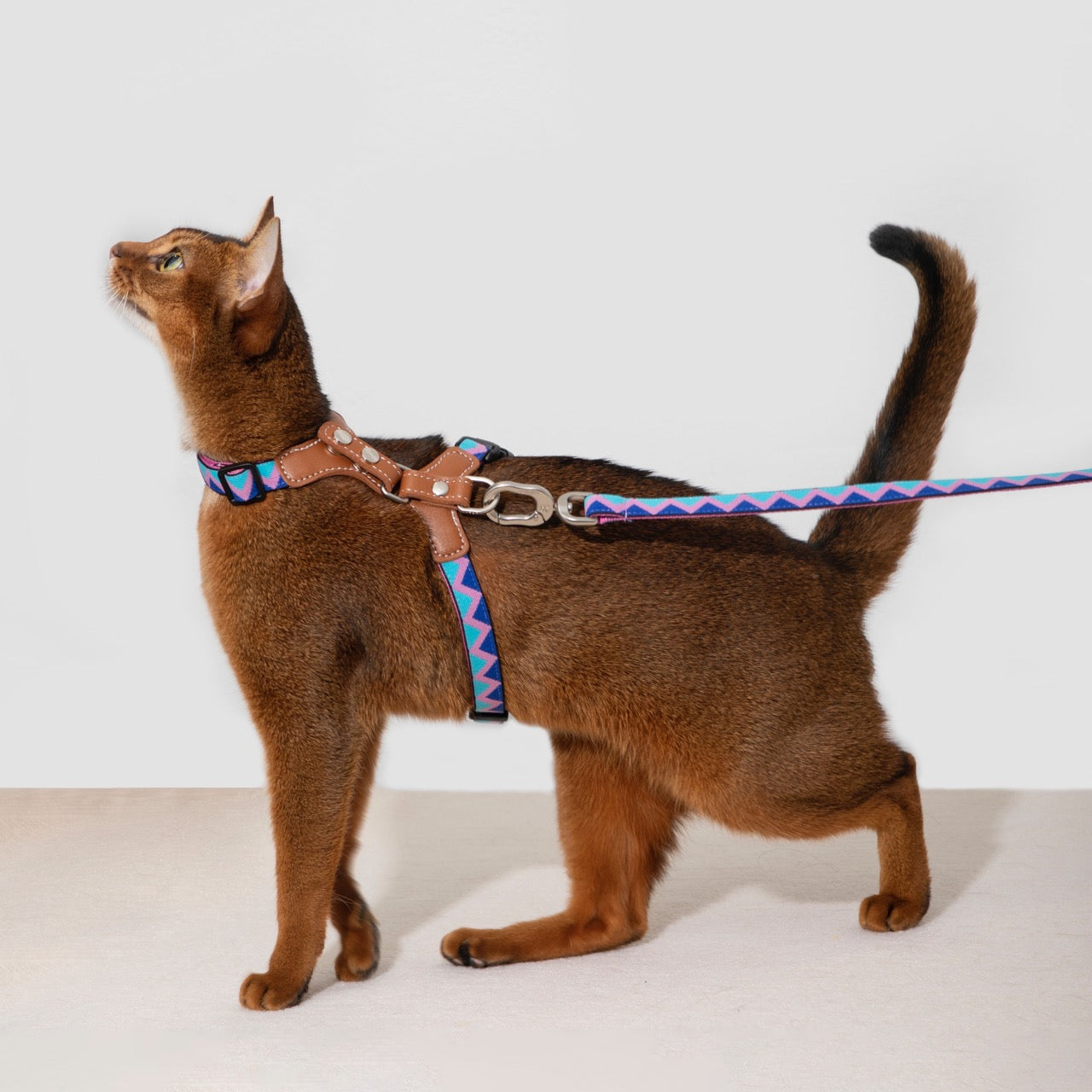 Bobo Series cat chest and back leash set