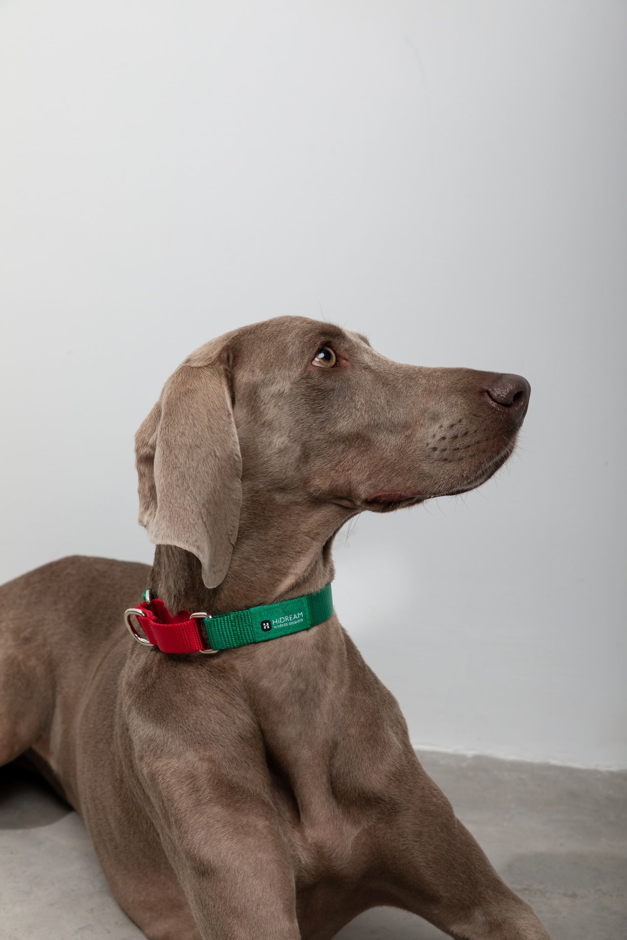 Colorblock Shock-Absorbing Dog Collar