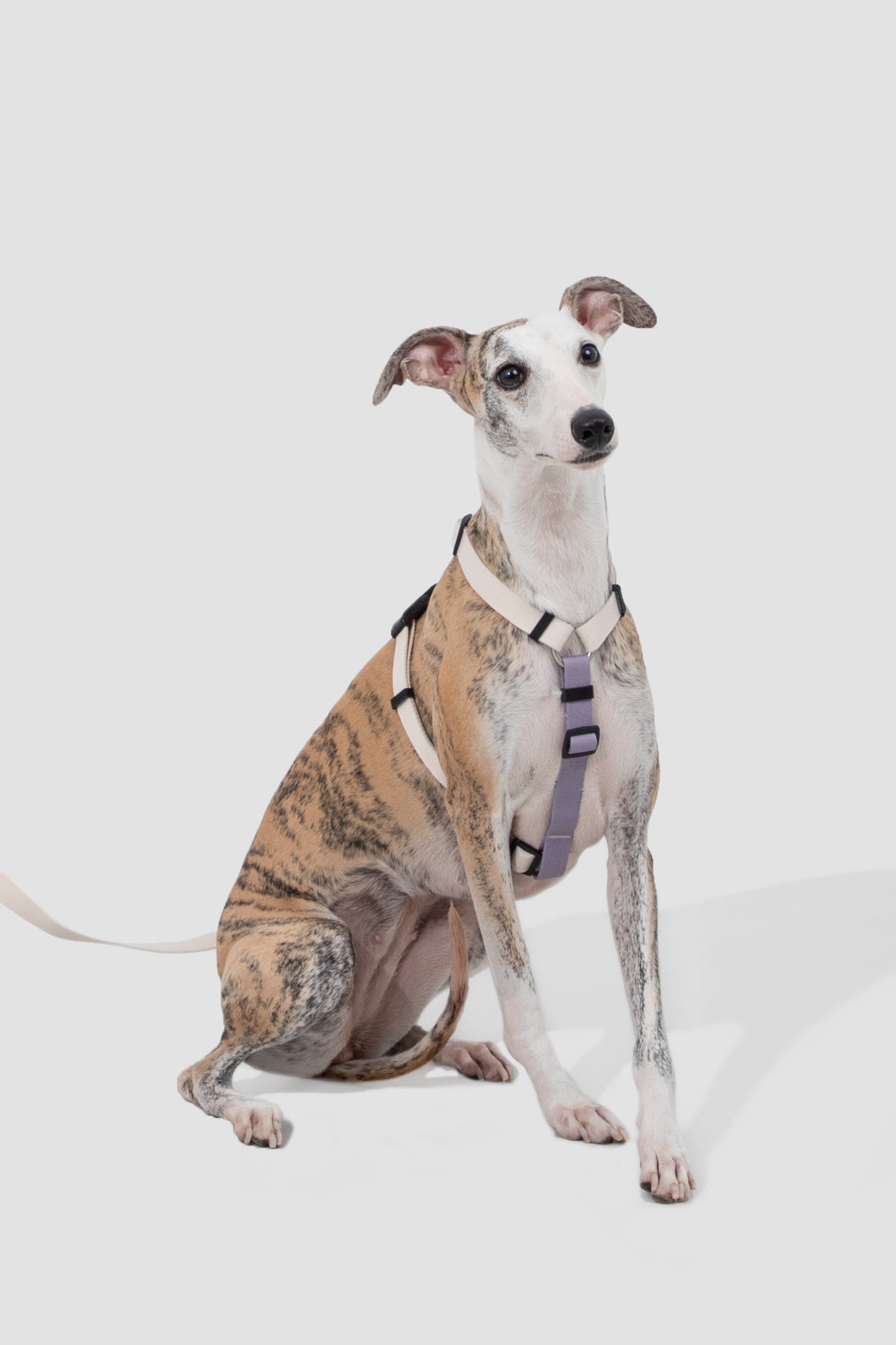 Valley Series |H-Type Dog Harness Best Dog Leash Set