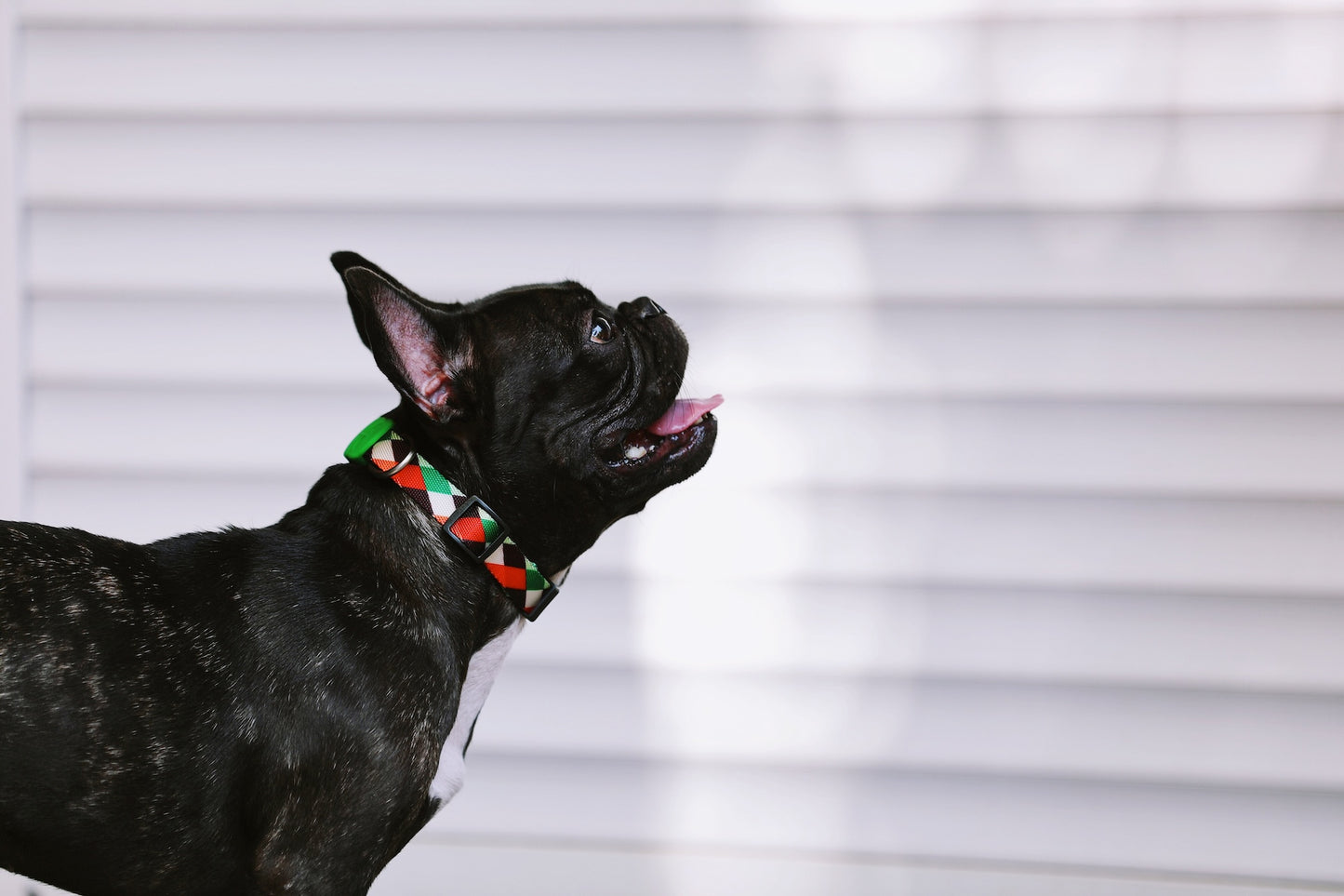Colorful Secure & Comfort Dog Collar