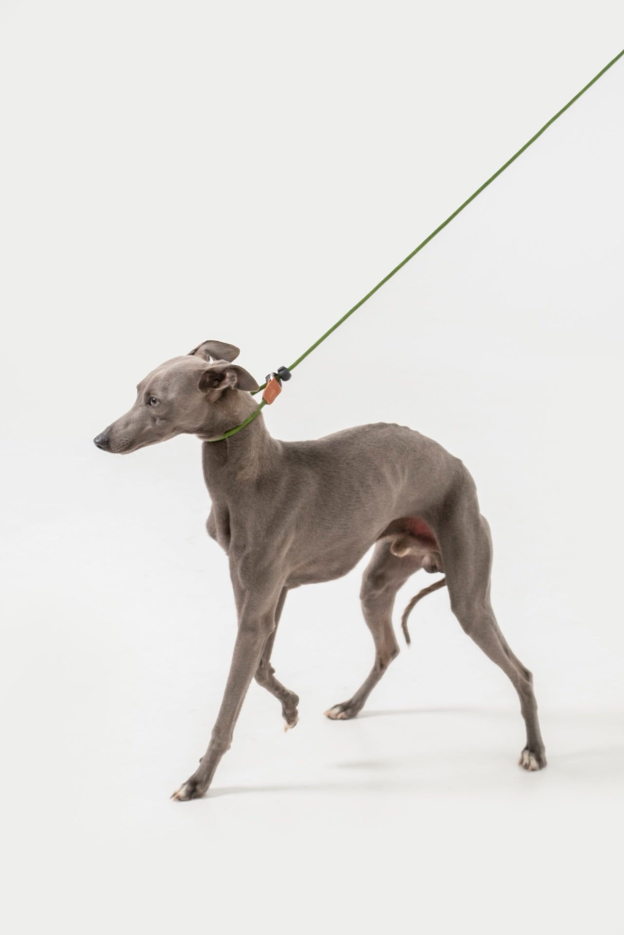 Leather Handle P-Rope Leash for Dogs