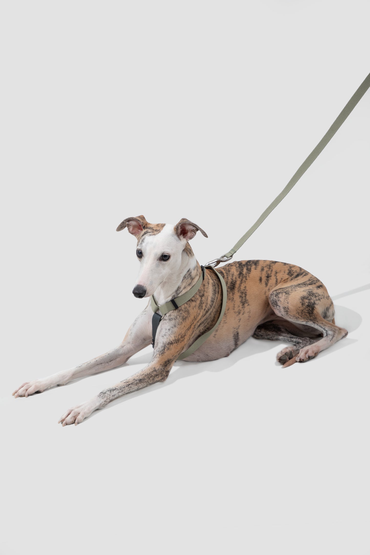 Valley Series |H-Type Dog Harness Best Dog Leash Set