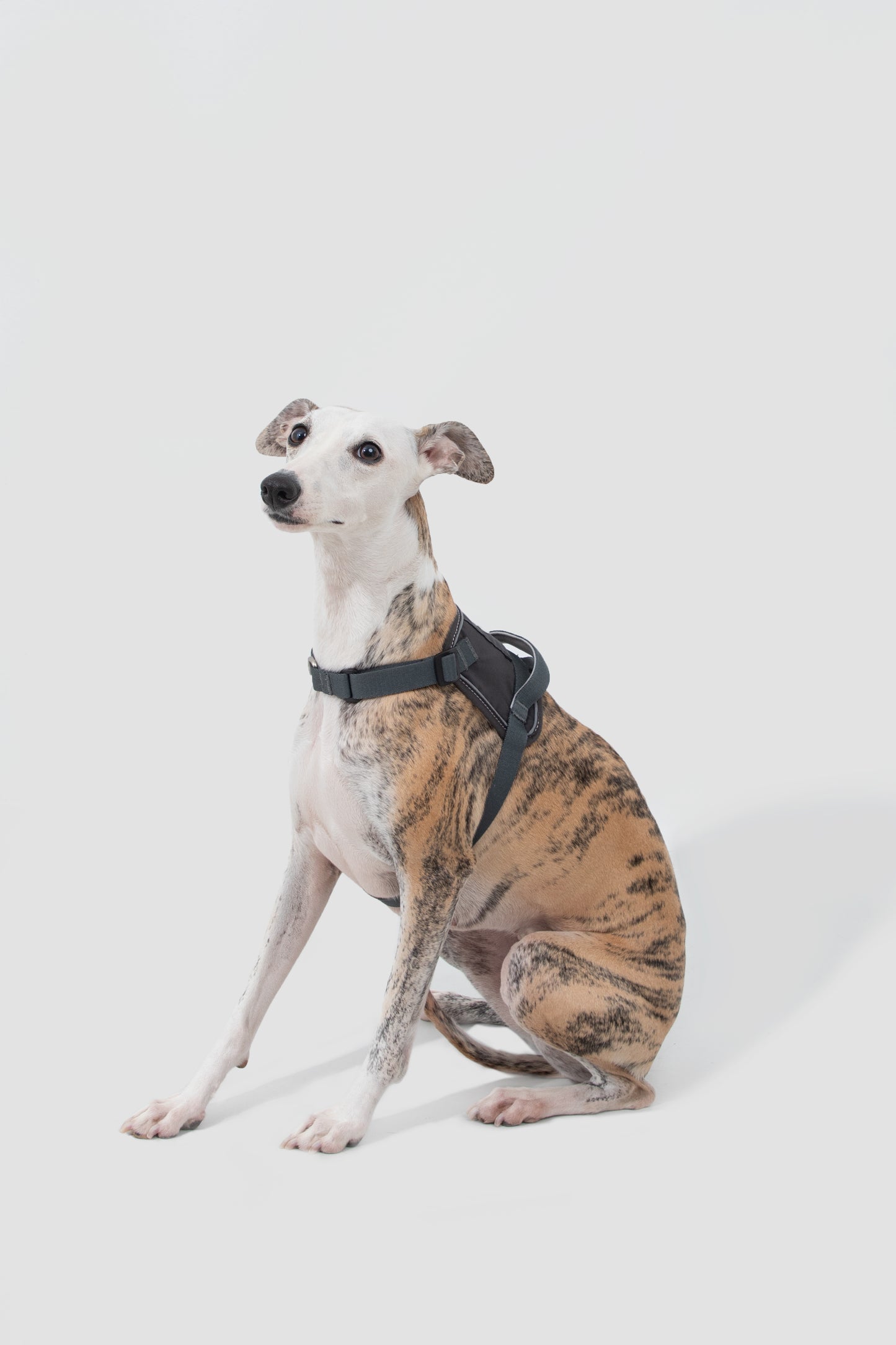 Valley Series|Quick-Fit Anti-Pull Big Harness For Dog