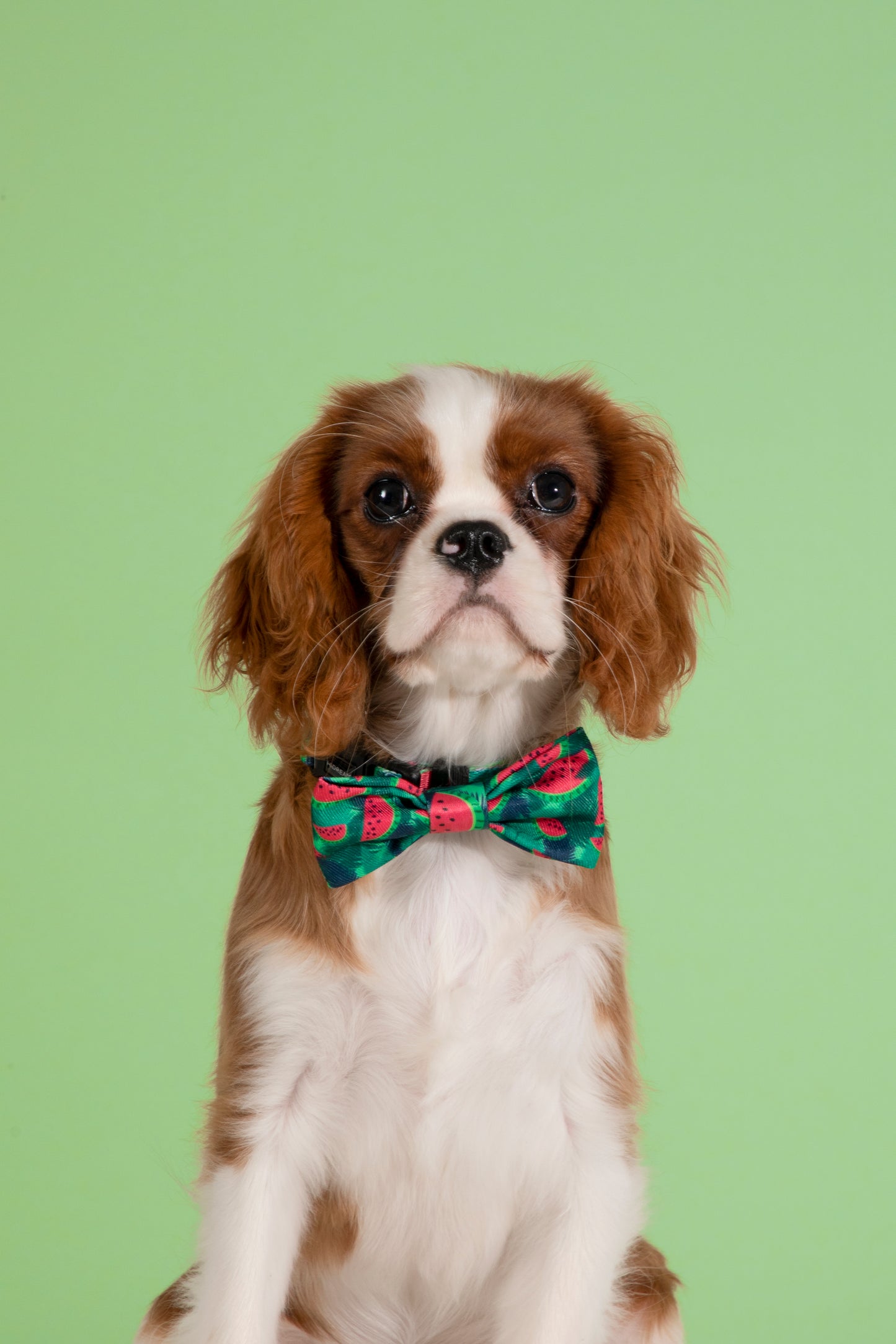 Stylish Soft Touch Pet Bow Tie for Dogs & Cats