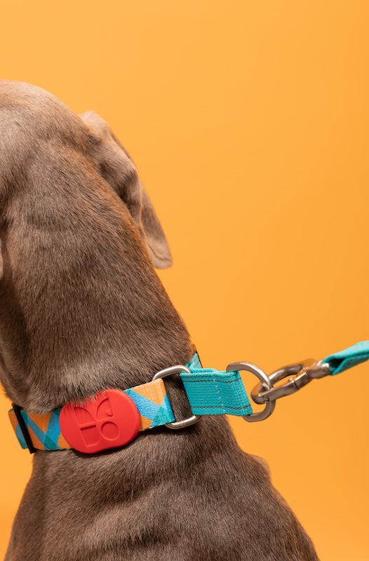 Semi-P Adjustable Dog In Collar with Quick-Release