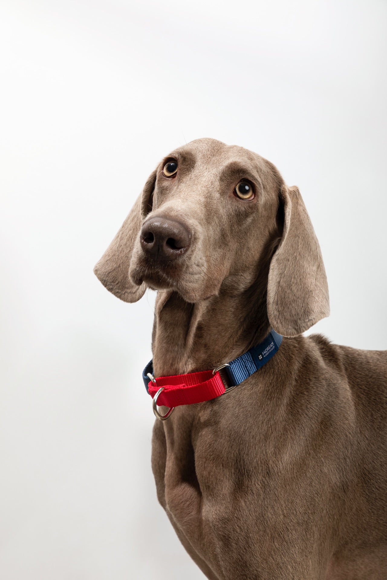 Colorblock Shock-Absorbing Dog Collar