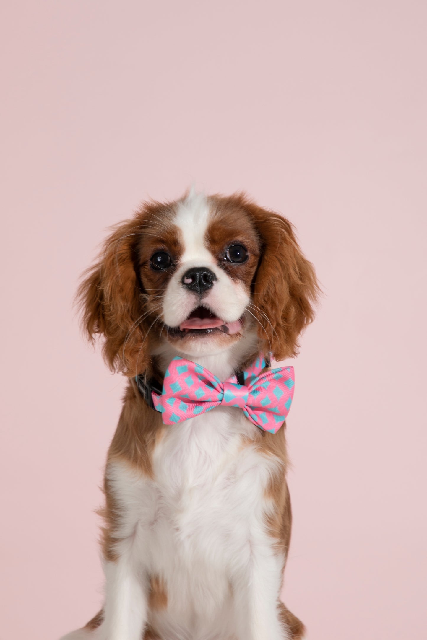 Stylish Soft Touch Pet Bow Tie for Dogs & Cats
