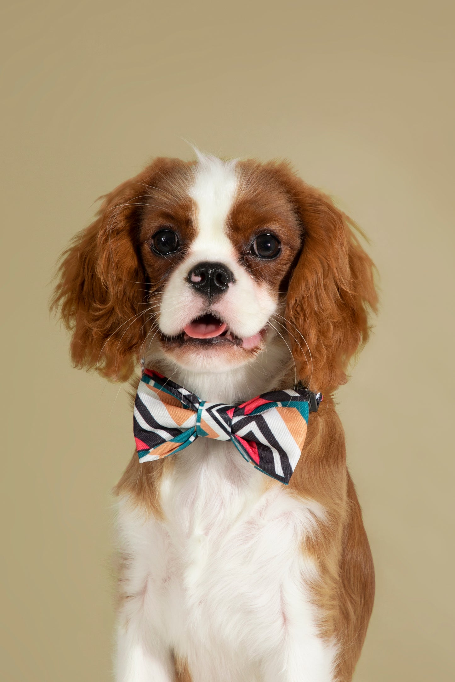 Stylish Soft Touch Pet Bow Tie for Dogs & Cats