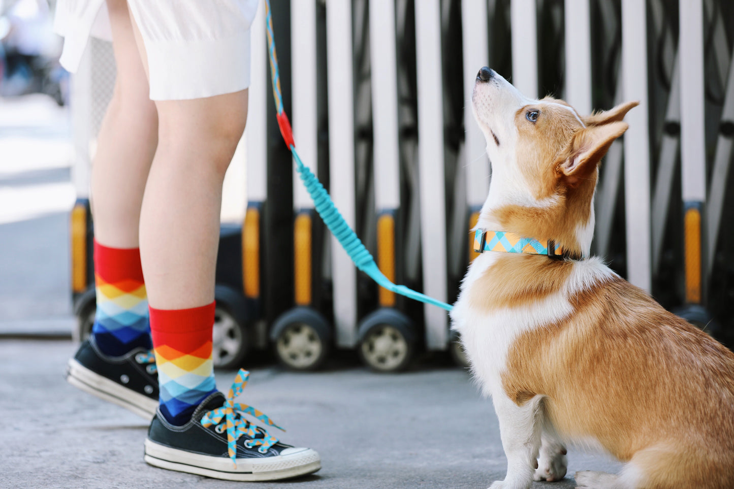 Adjustable Dog Leash – Comfort & Control in One