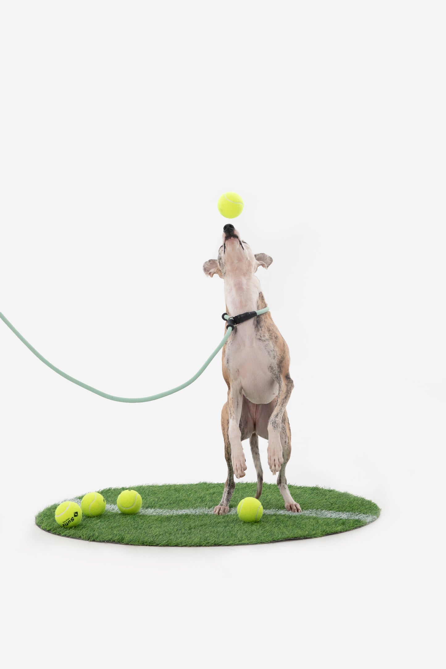 Professional Leather-Handle Training P-Slip Lead (All-Size Dogs)
