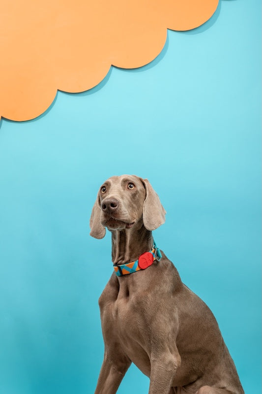 Semi-P Adjustable Dog In Collar with Quick-Release
