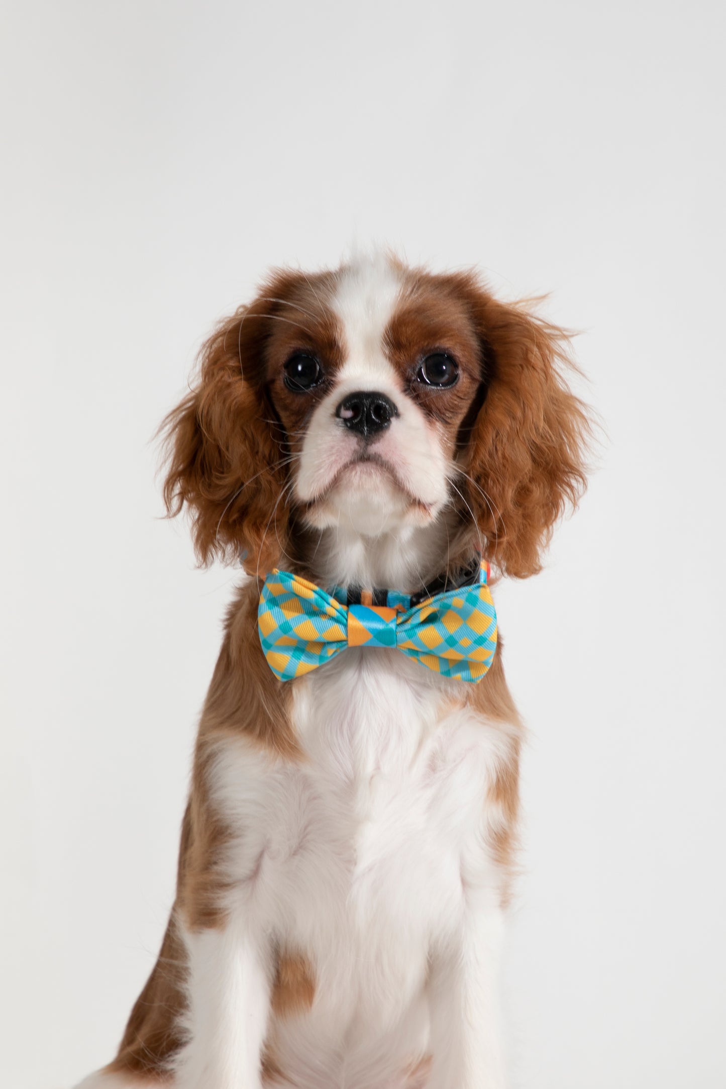 Stylish Soft Touch Pet Bow Tie for Dogs & Cats