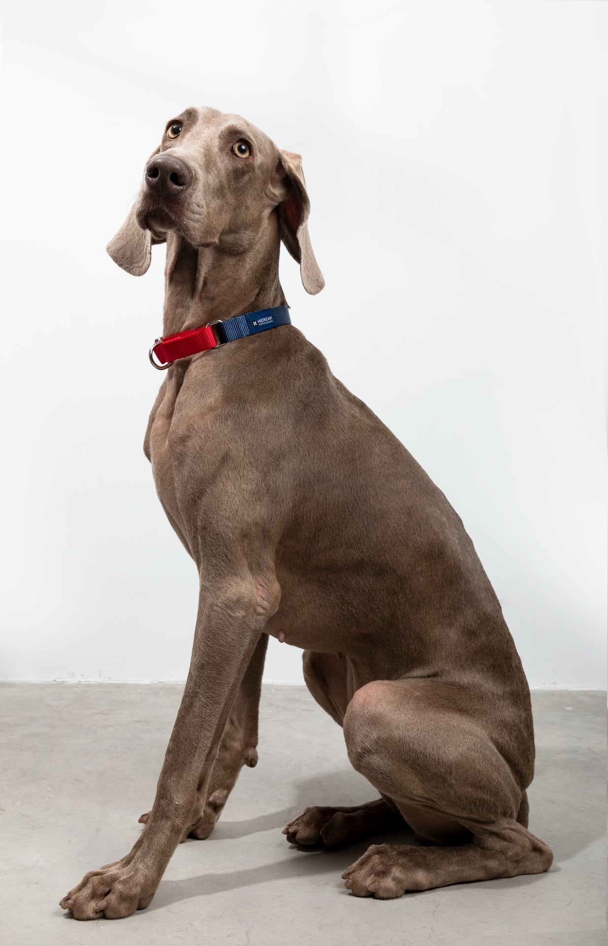 Colorblock Shock-Absorbing Dog Collar