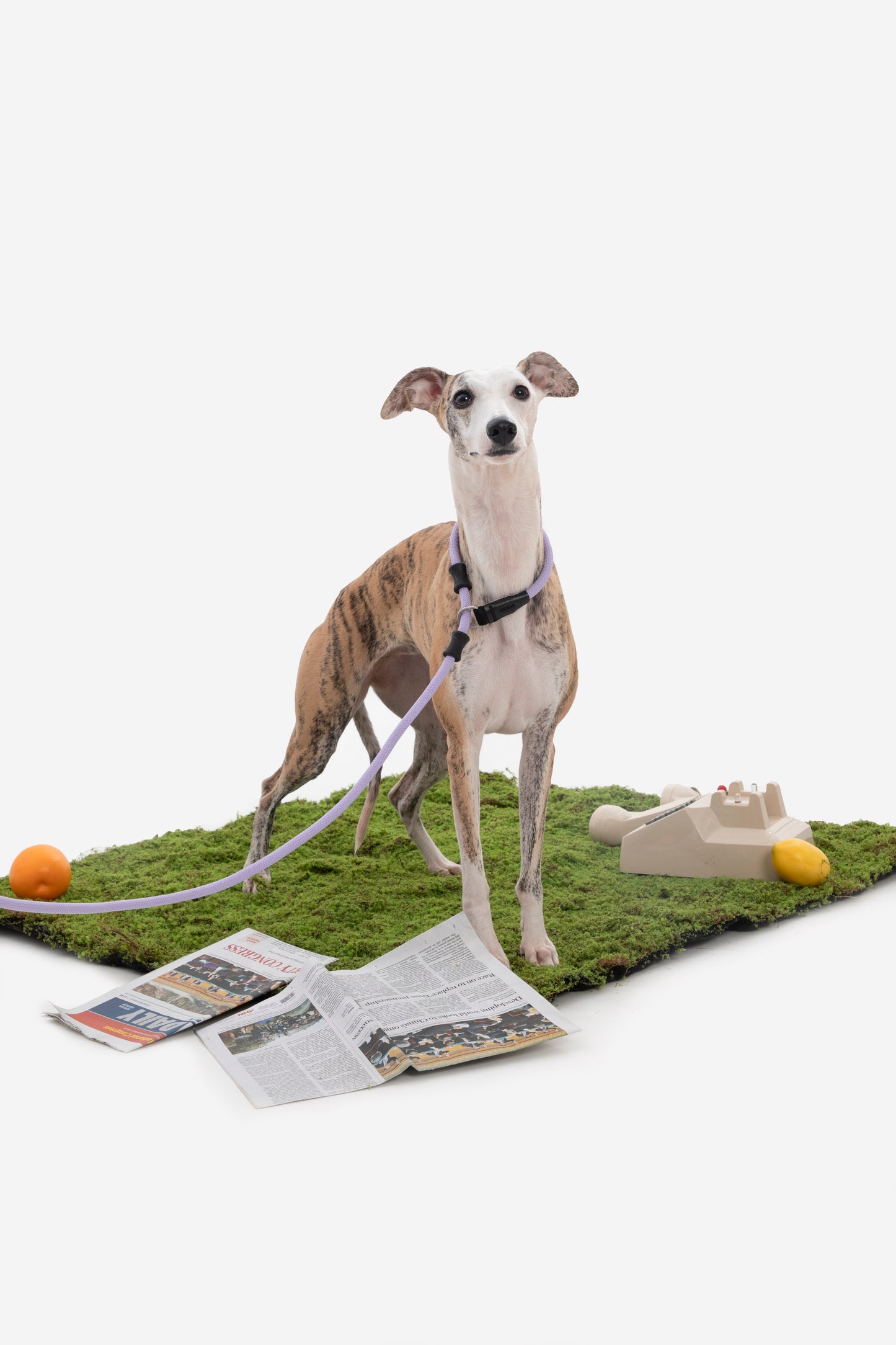 Professional Leather-Handle Training P-Slip Lead (All-Size Dogs)