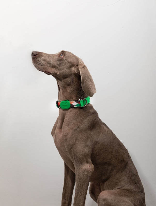 Semi-P Adjustable Dog In Collar with Quick-Release