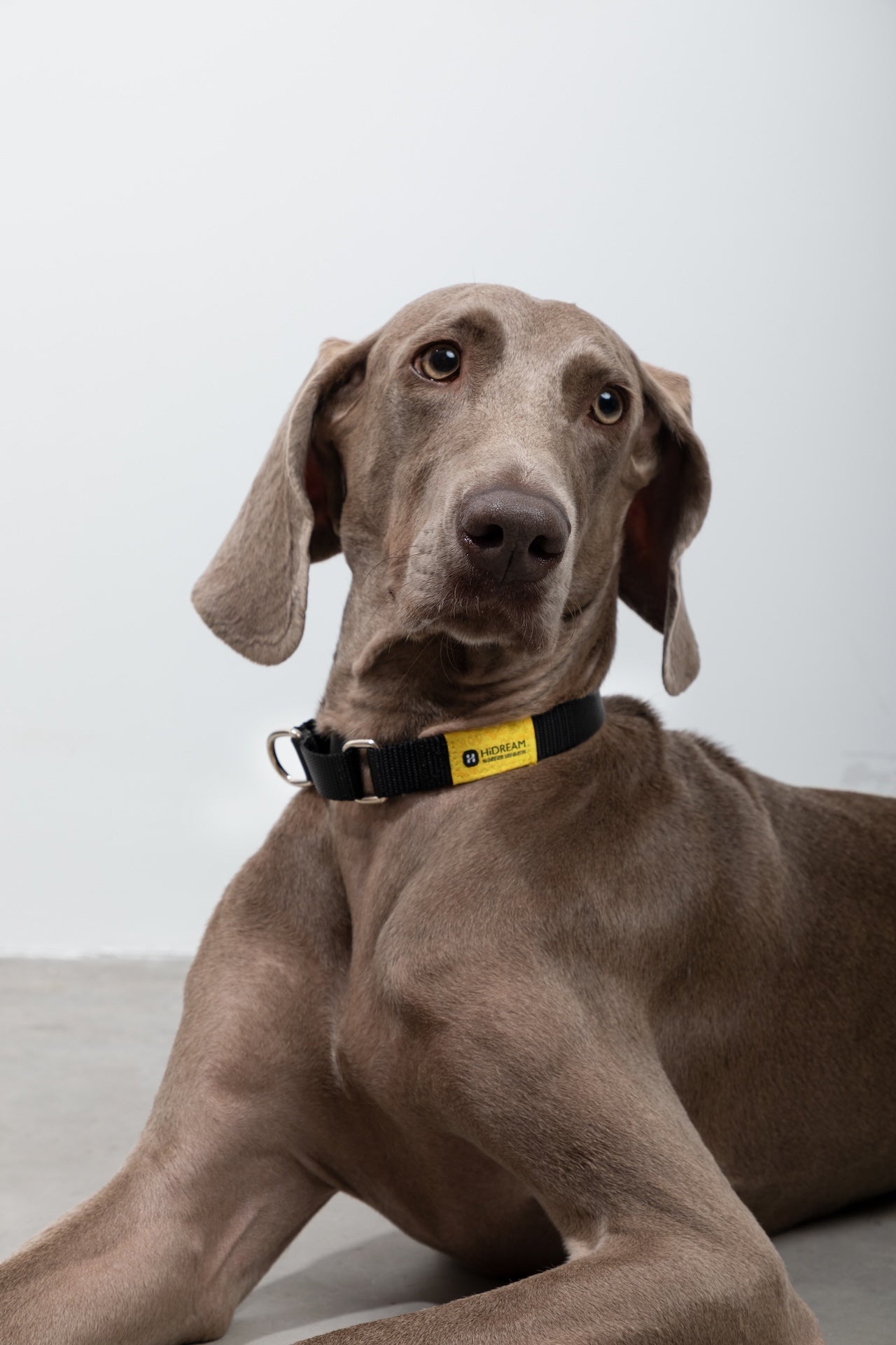 Colorblock Shock-Absorbing Dog Collar