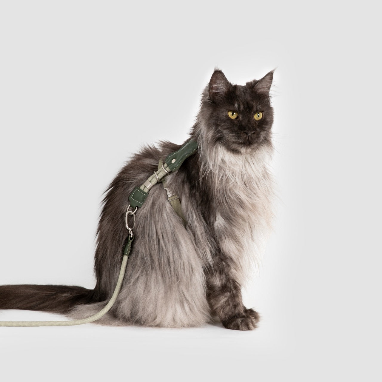 Leather round rope cat chest and back traction set