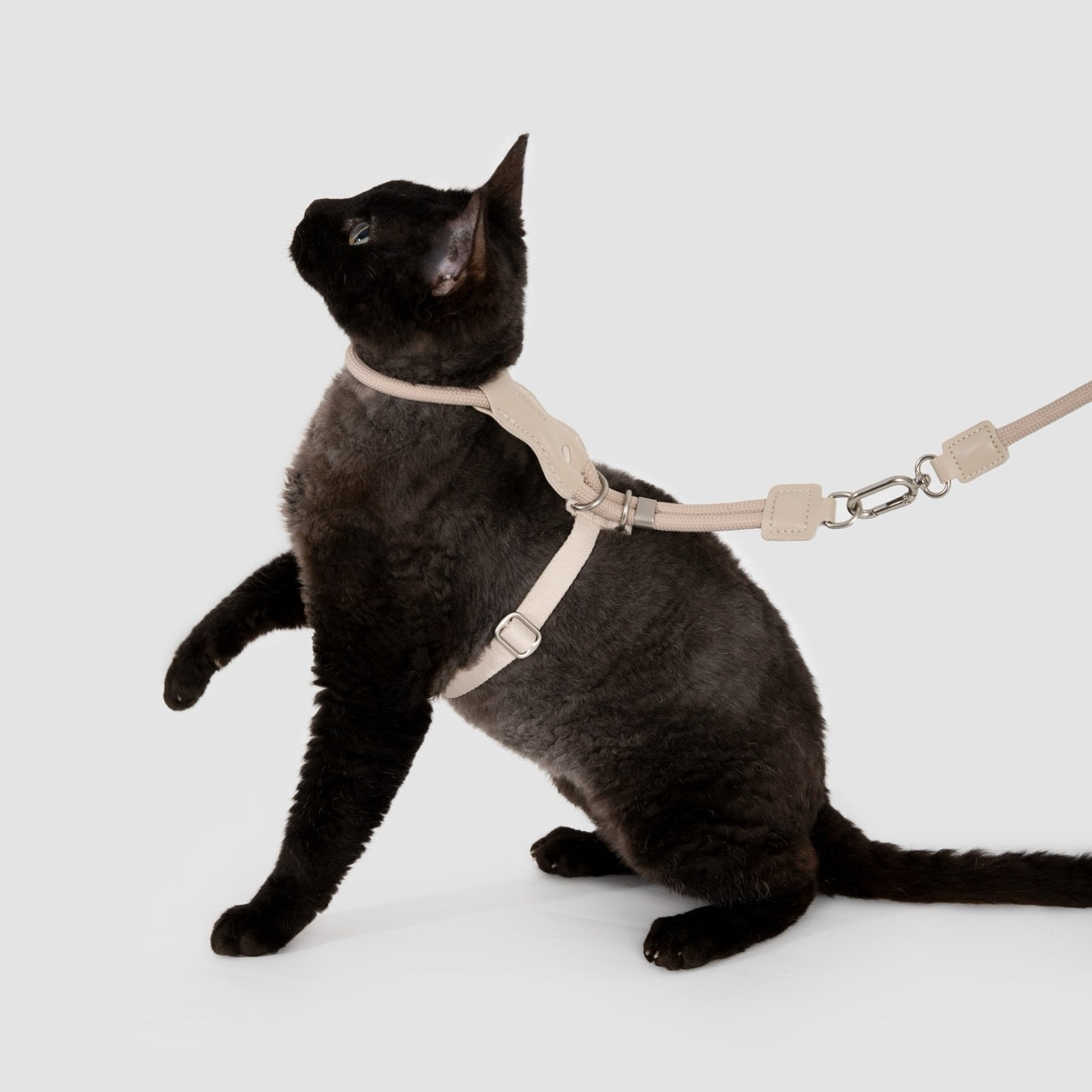 Leather round rope cat chest and back traction set