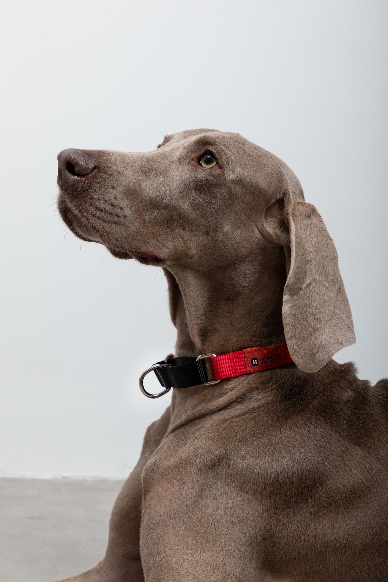 Colorblock Shock-Absorbing Dog Collar