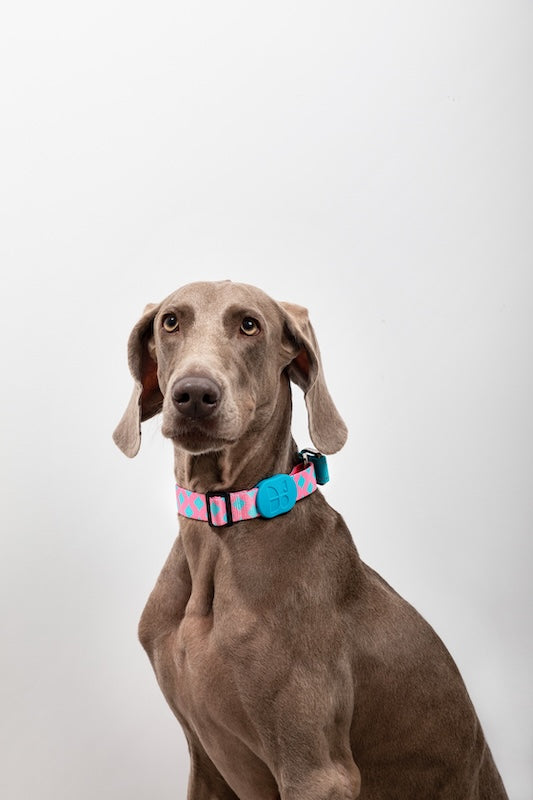 Semi-P Adjustable Dog In Collar with Quick-Release