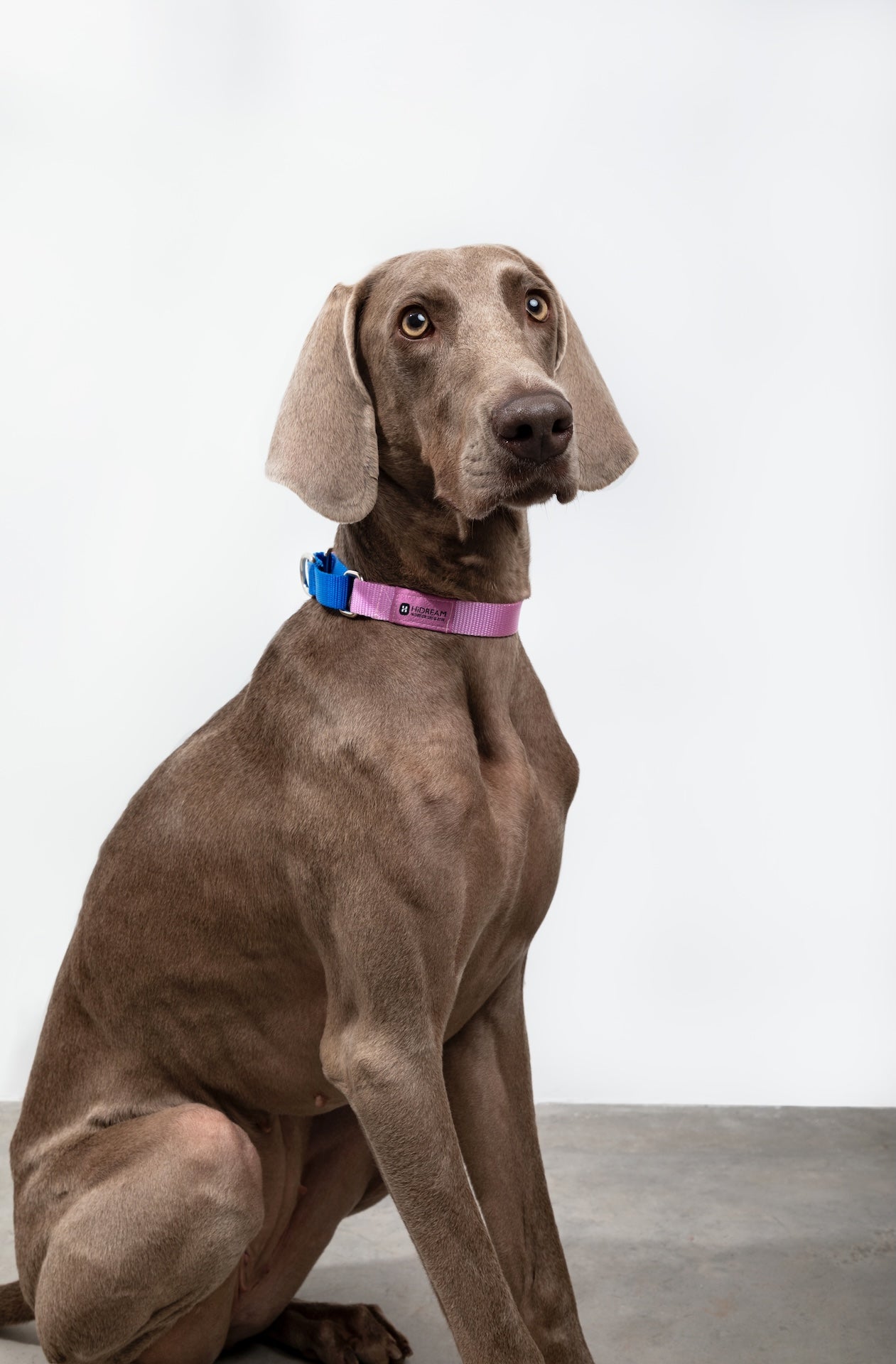 Colorblock Shock-Absorbing Dog Collar