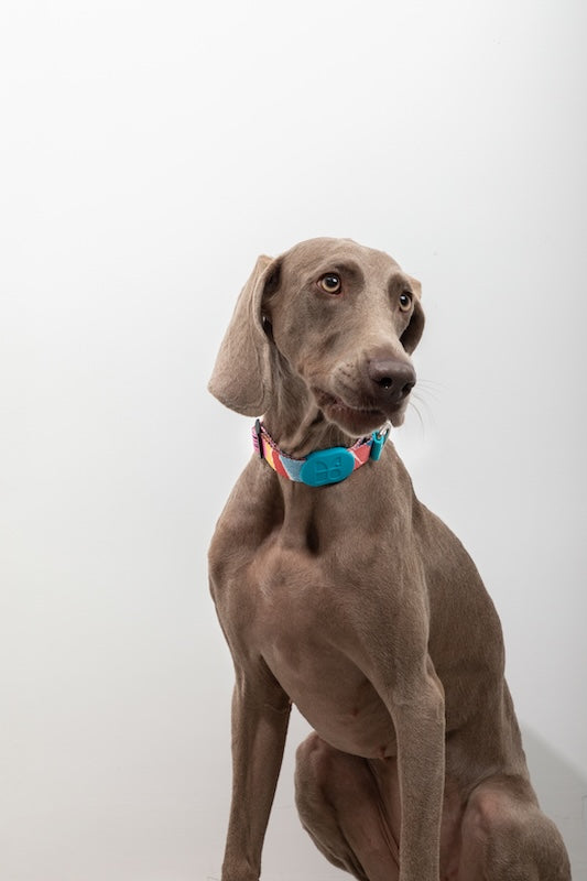 Semi-P Adjustable Dog In Collar with Quick-Release
