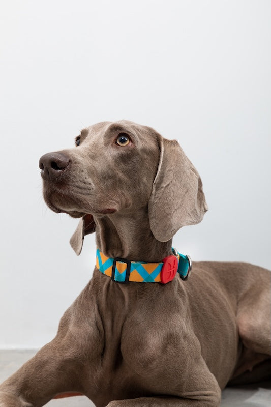 Semi-P Adjustable Dog In Collar with Quick-Release