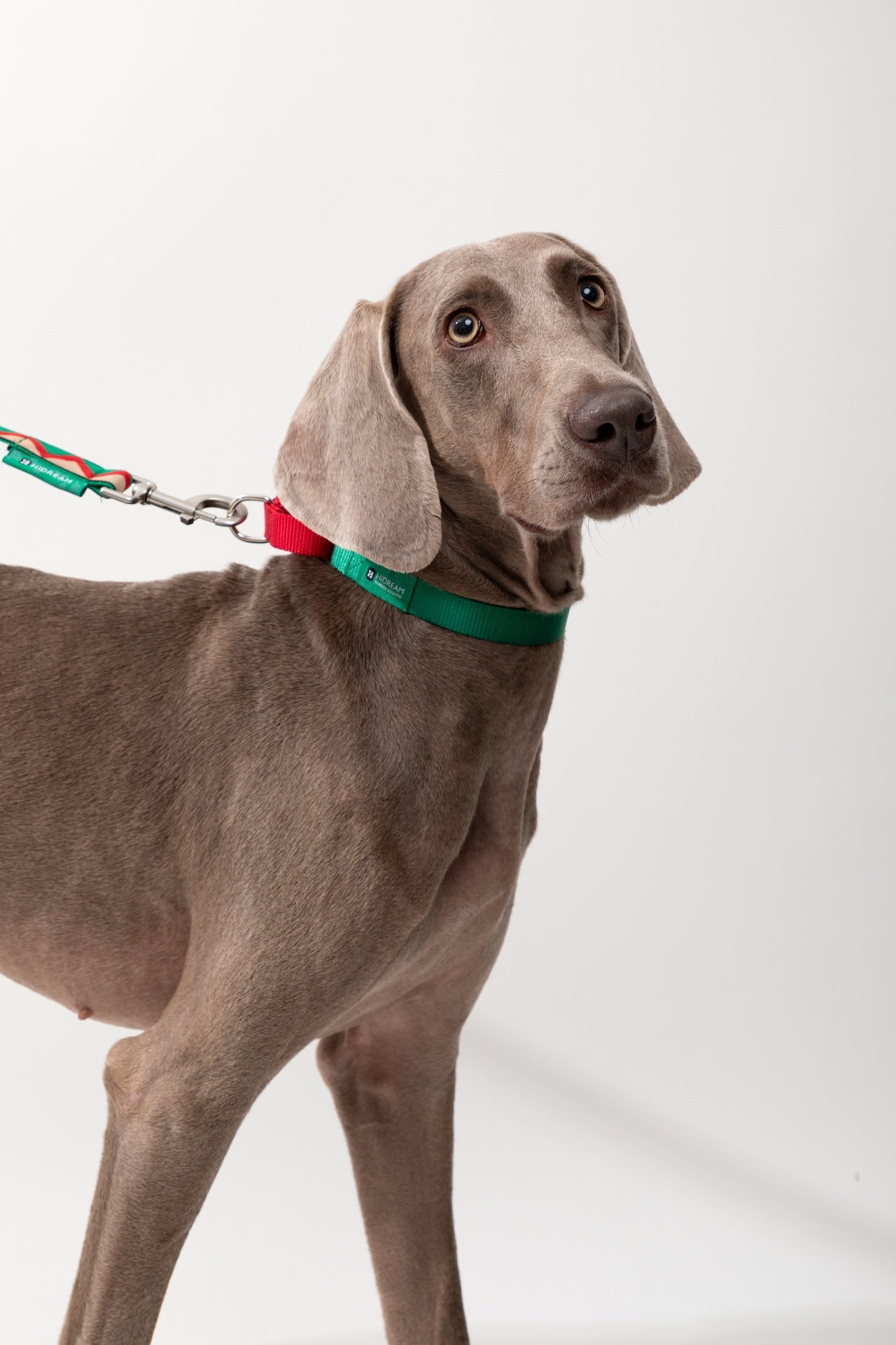 Colorblock Shock-Absorbing Dog Collar