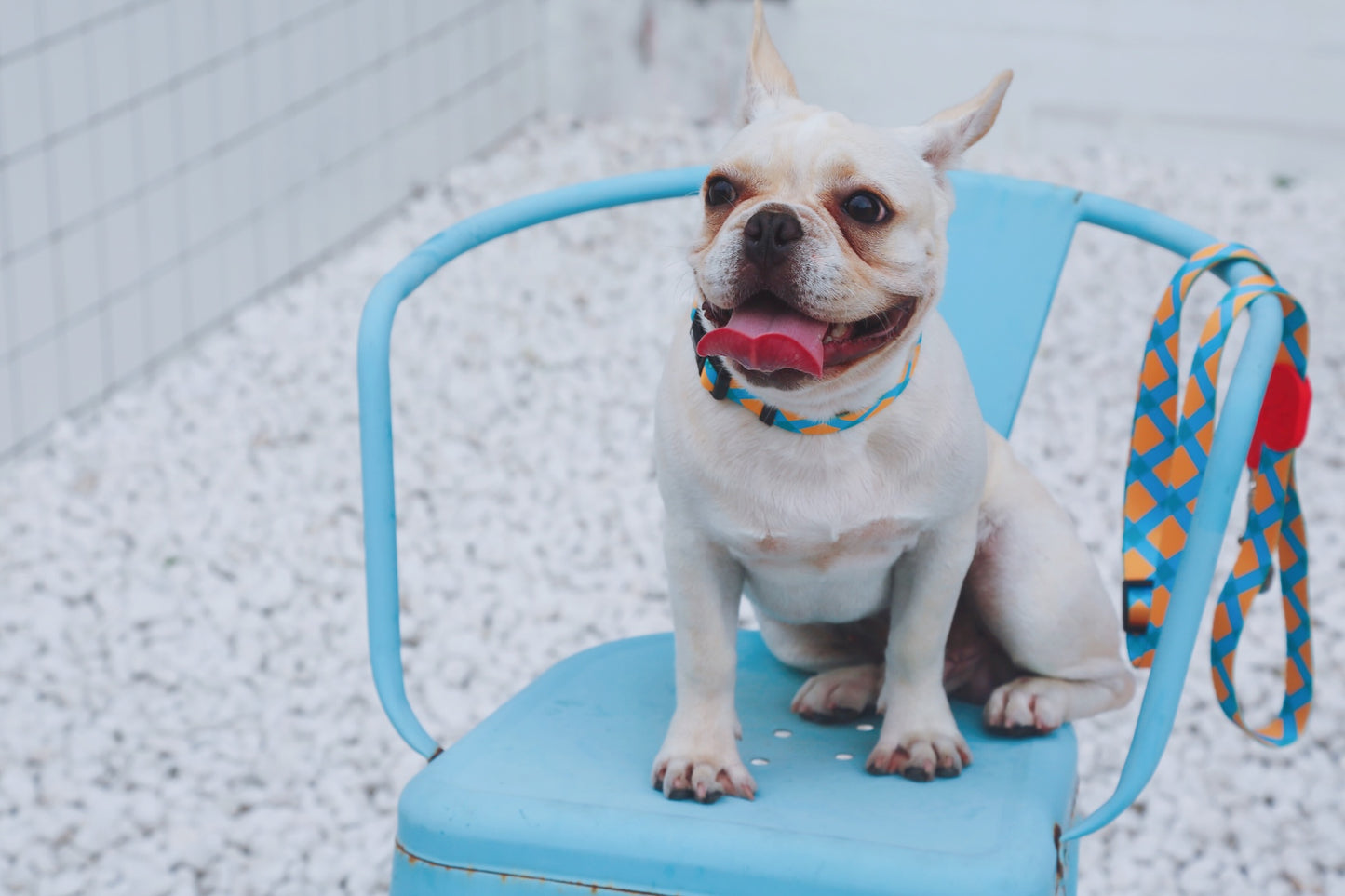Colorful Secure & Comfort Dog Collar