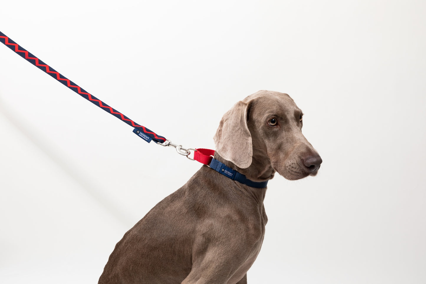 Colorblock Shock-Absorbing Dog Collar