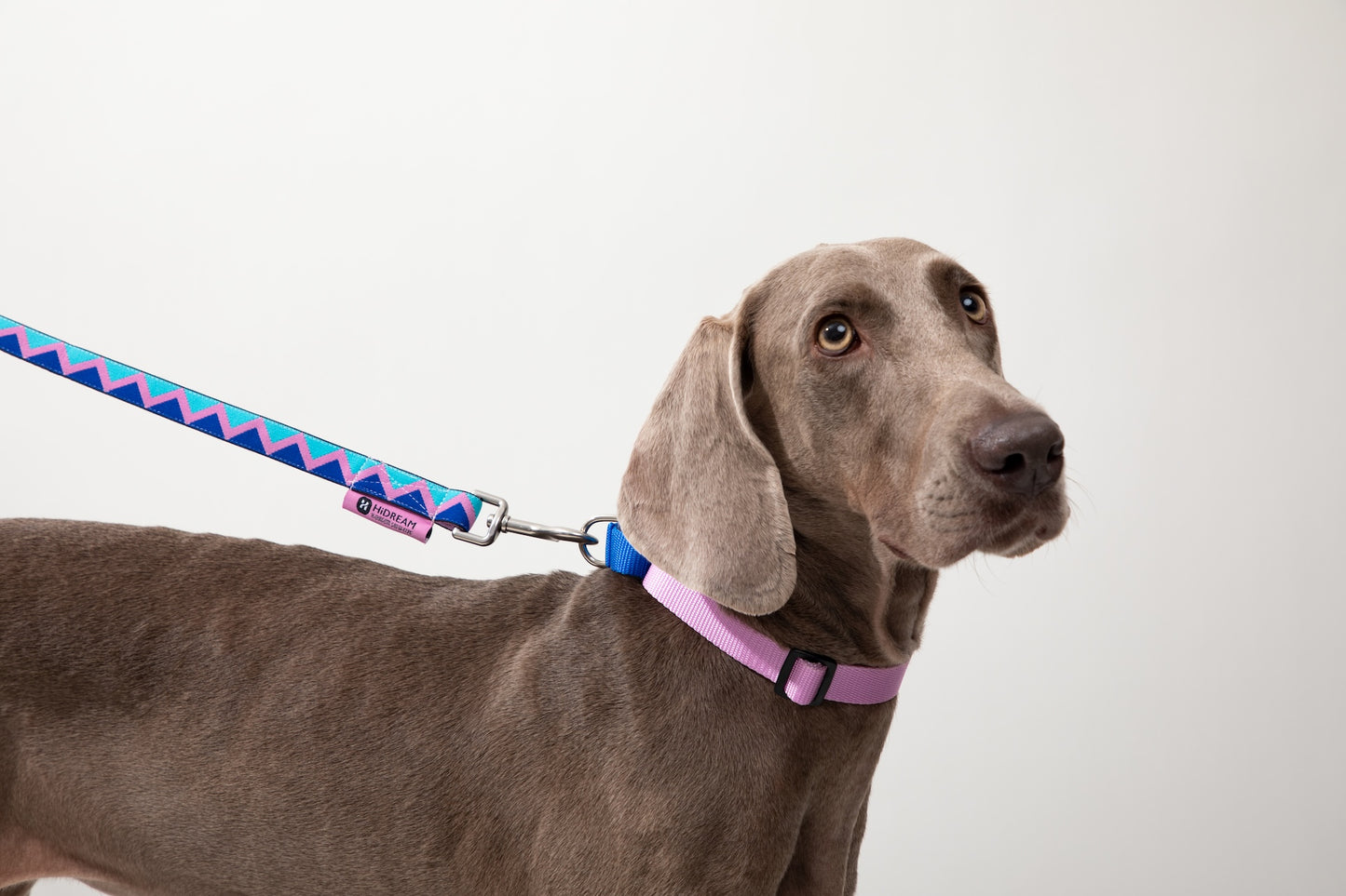 Colorblock Shock-Absorbing Dog Collar