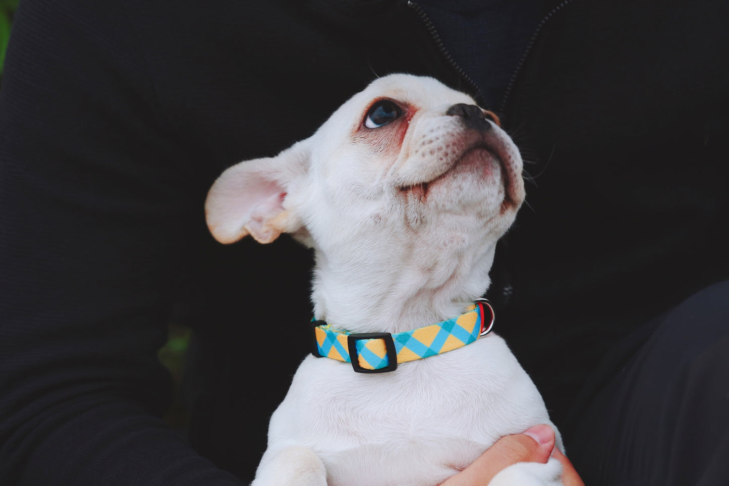 Colorful Secure & Comfort Dog Collar