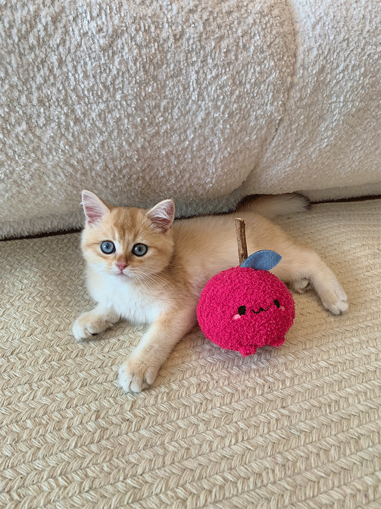 Cat teeth grinding stick toy wooden polygonum cat toytoy