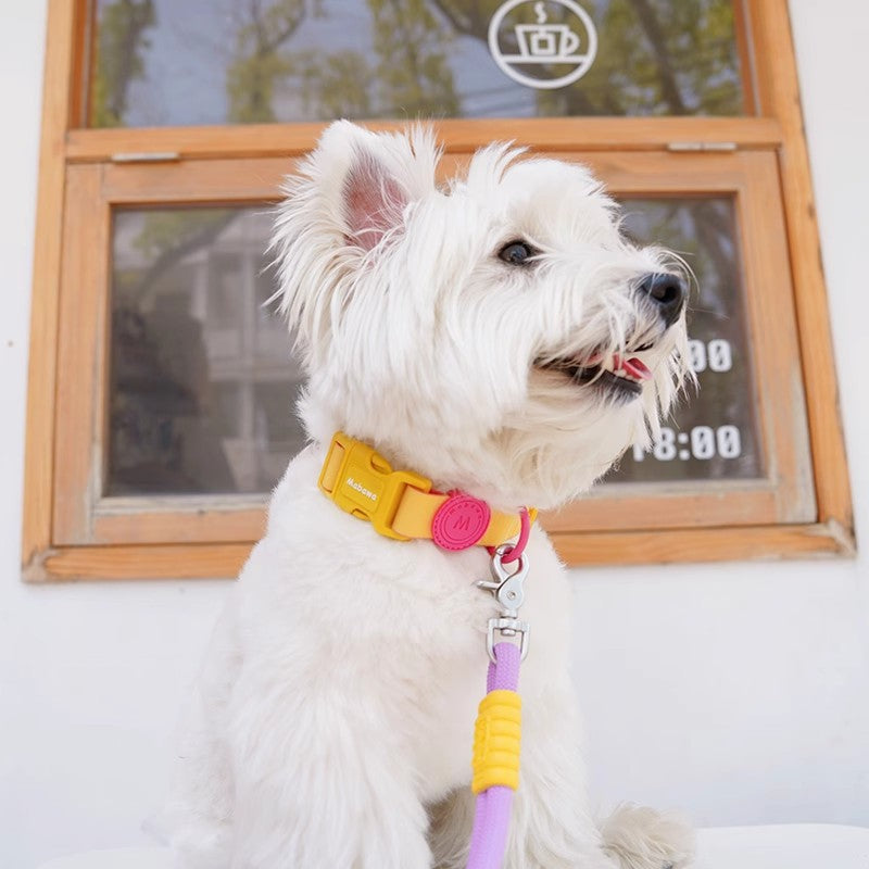 Macaron waterproof collar & leashes