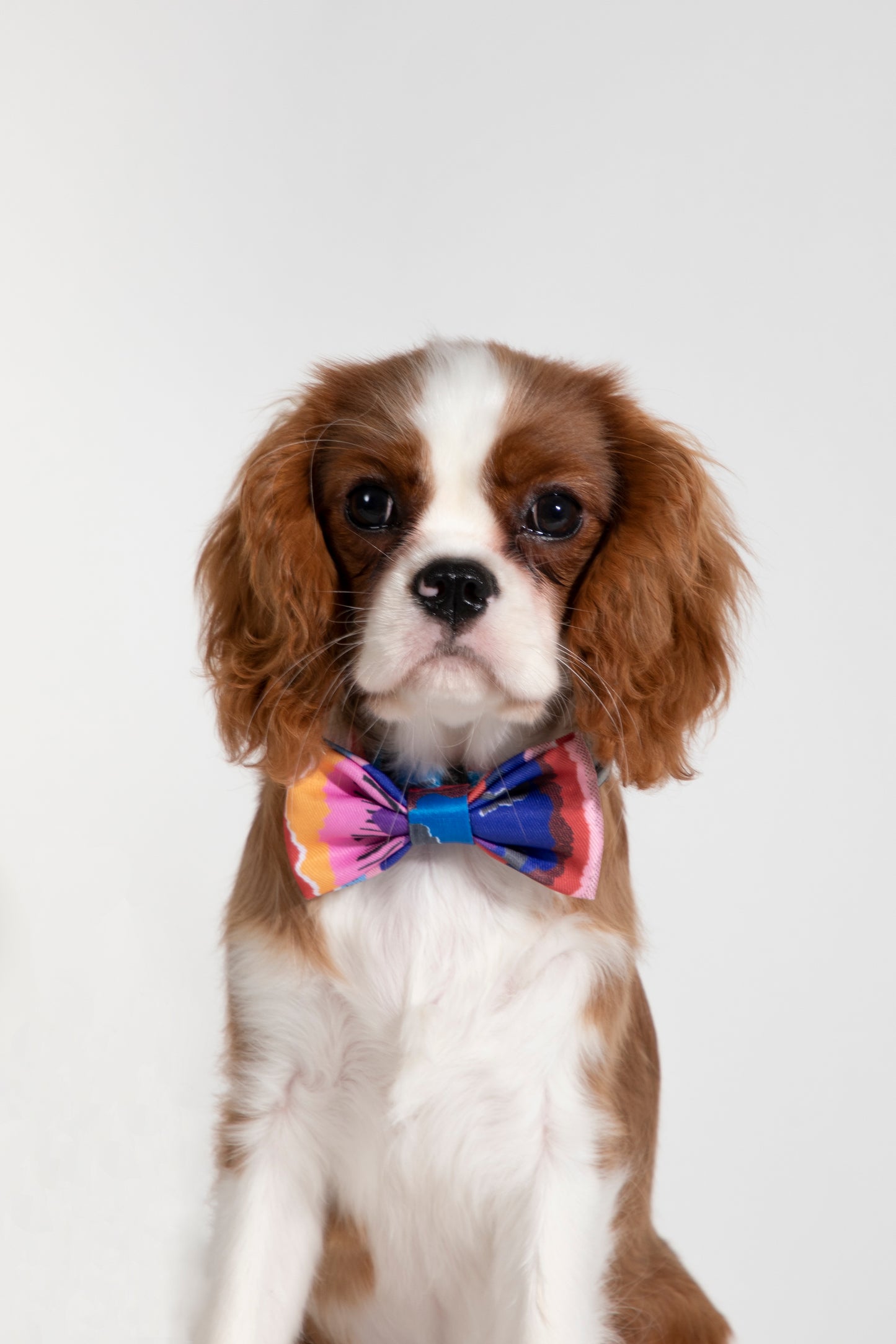 Stylish Soft Touch Pet Bow Tie for Dogs & Cats