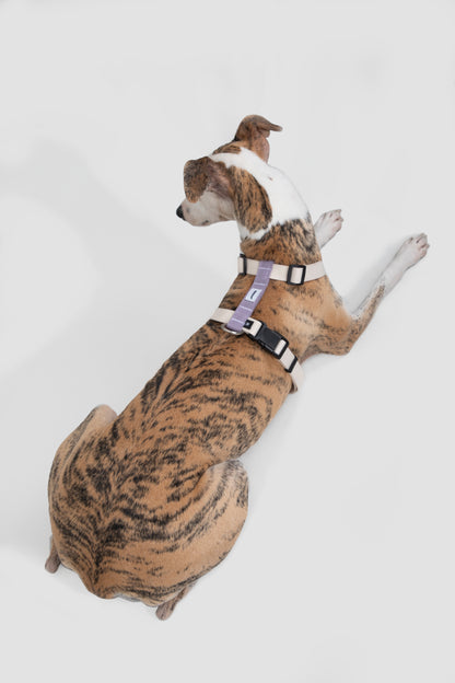 Valley Series |H-Type Dog Harness Best Dog Leash Set