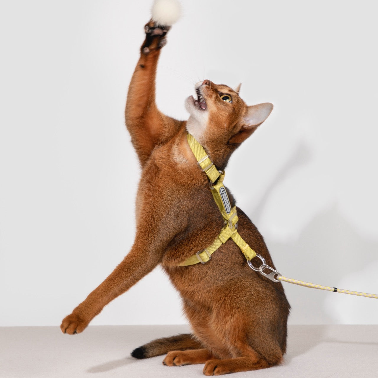 Bobo Series · Free Exploration Cat Chest and Back Leash Set