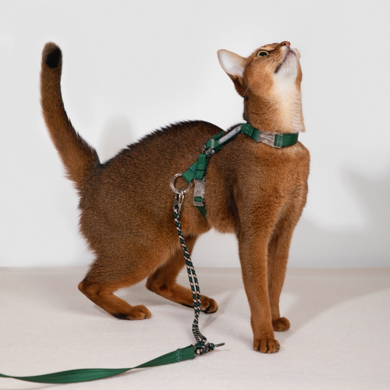 Bobo Series · Free Exploration Cat Chest and Back Leash Set