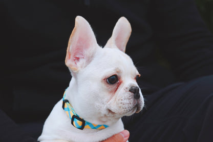 Colorful Secure & Comfort Dog Collar