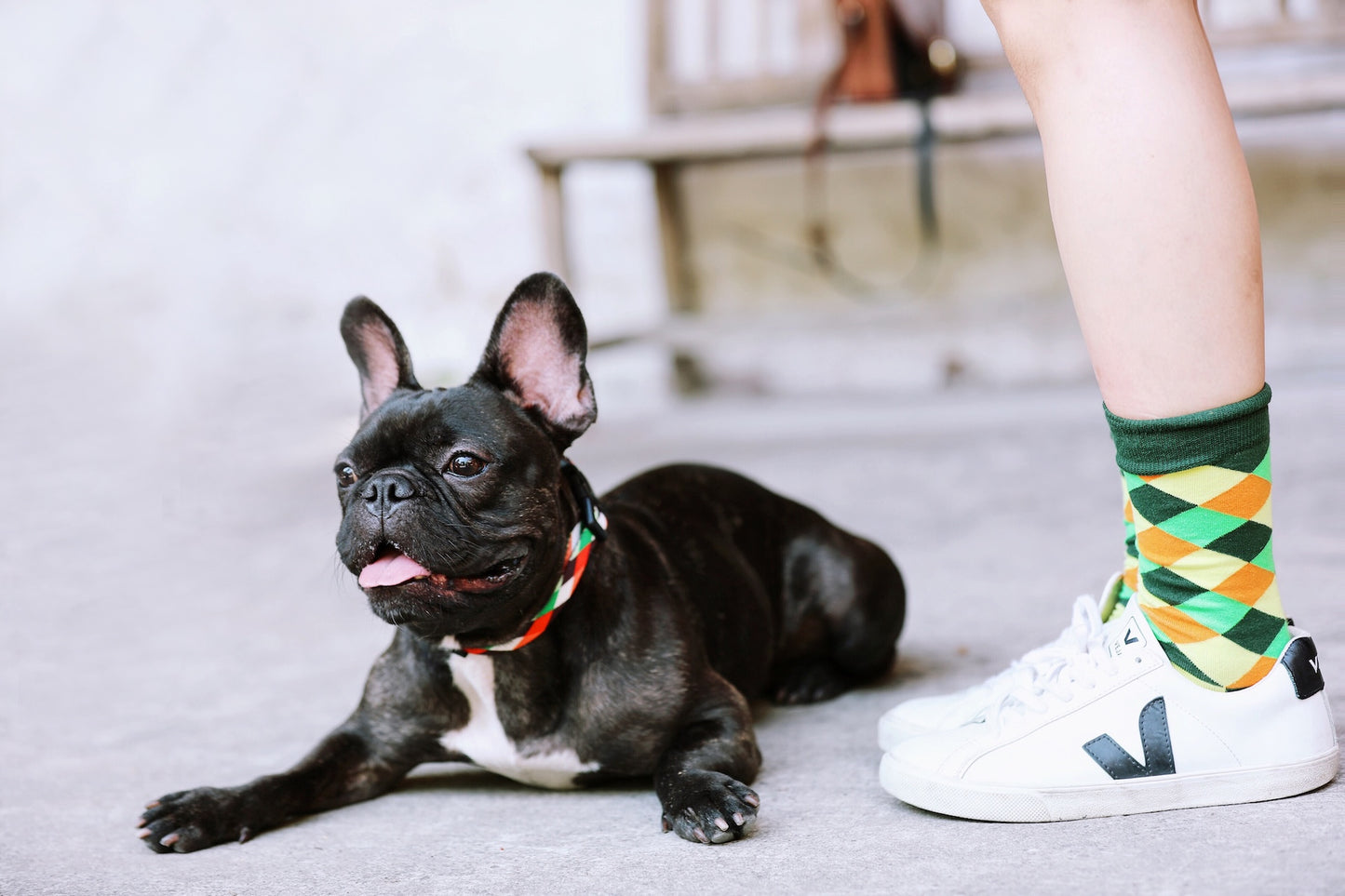 Colorful Secure & Comfort Dog Collar