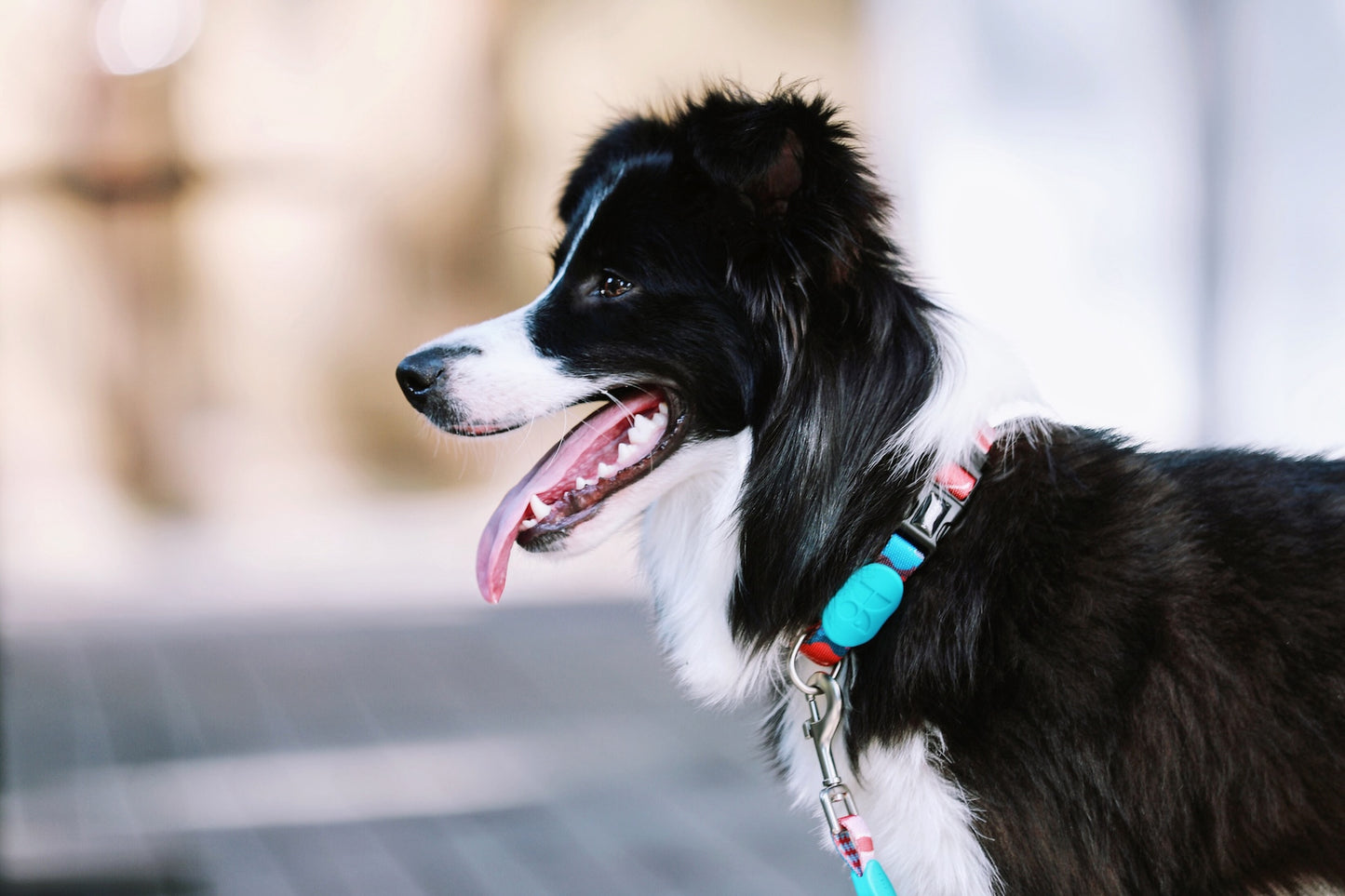 Colorful Secure & Comfort Dog Collar