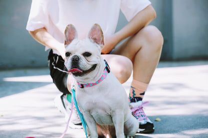 Colorful Secure & Comfort Dog Collar
