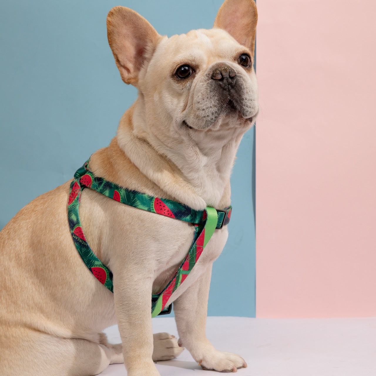Totem Colorful Dog Harness Leashes