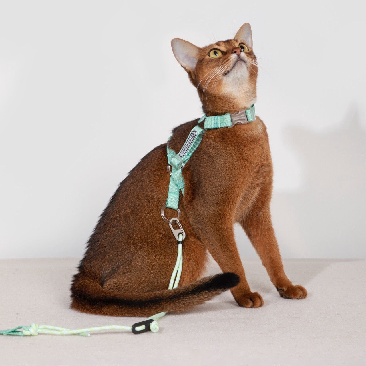 Bobo Series · Free Exploration Cat Chest and Back Leash Set