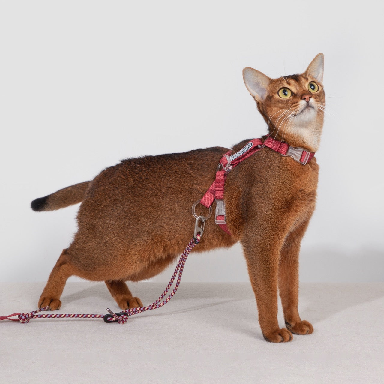 Bobo Series · Free Exploration Cat Chest and Back Leash Set