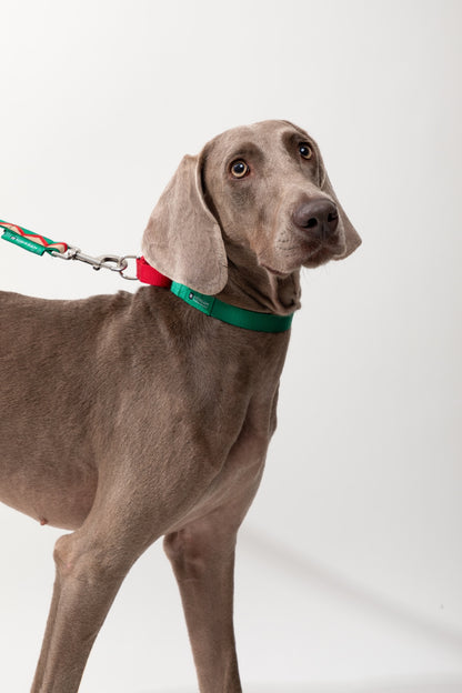 Colorblock Shock-Absorbing Dog Collar