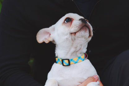 Colorful Secure & Comfort Dog Collar